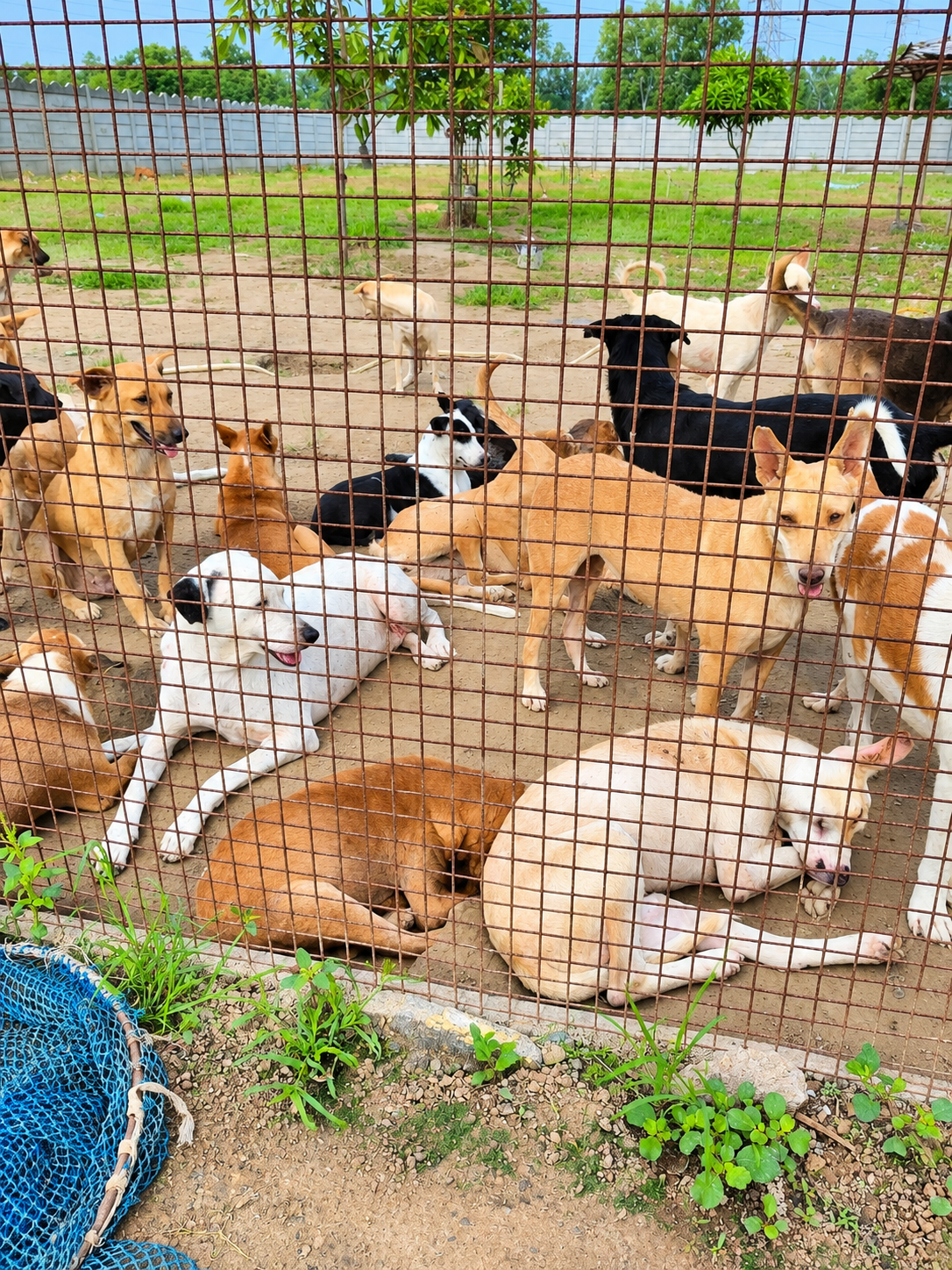 Veterinary medical care