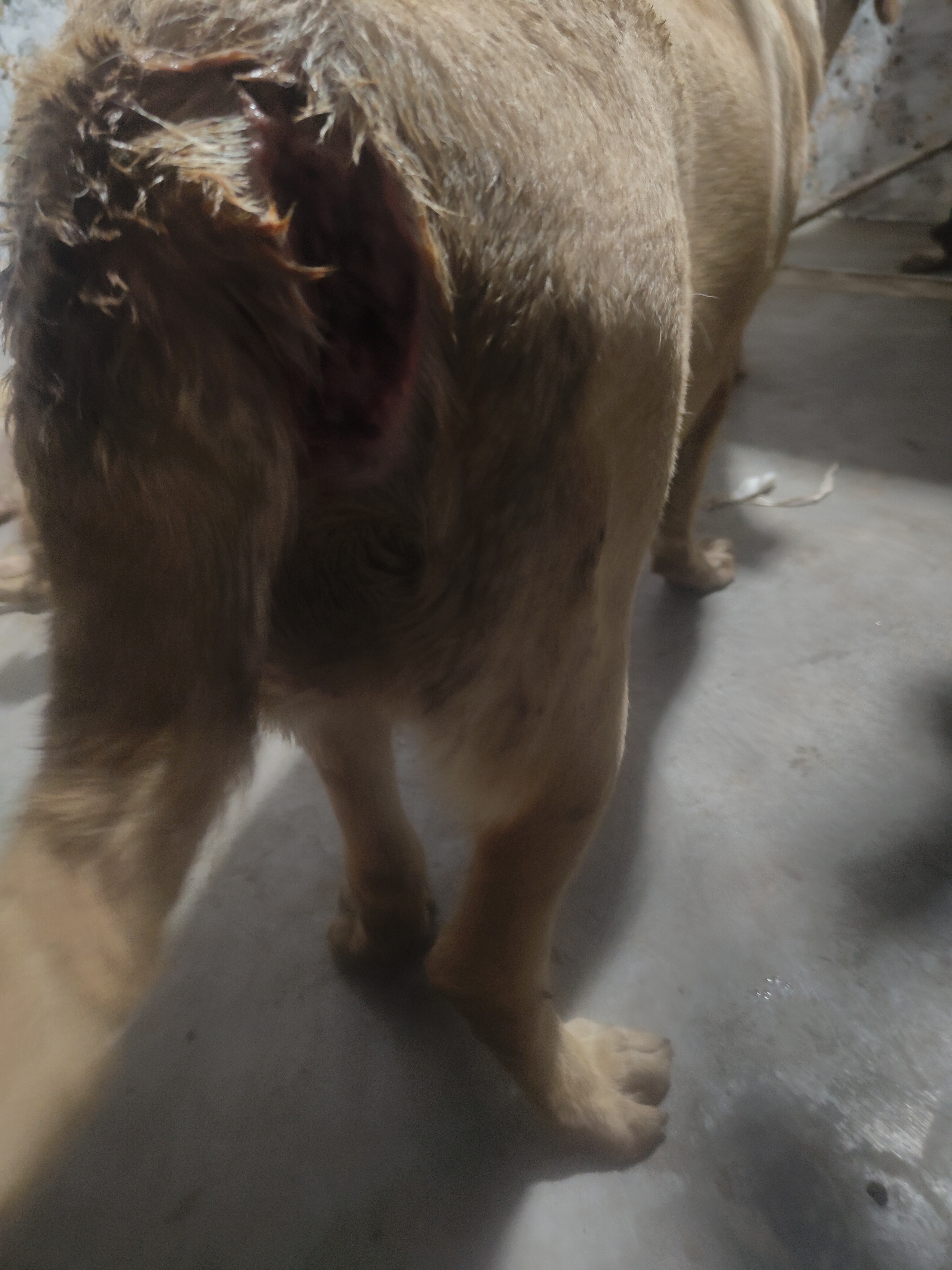 Animal Welfare Outreach