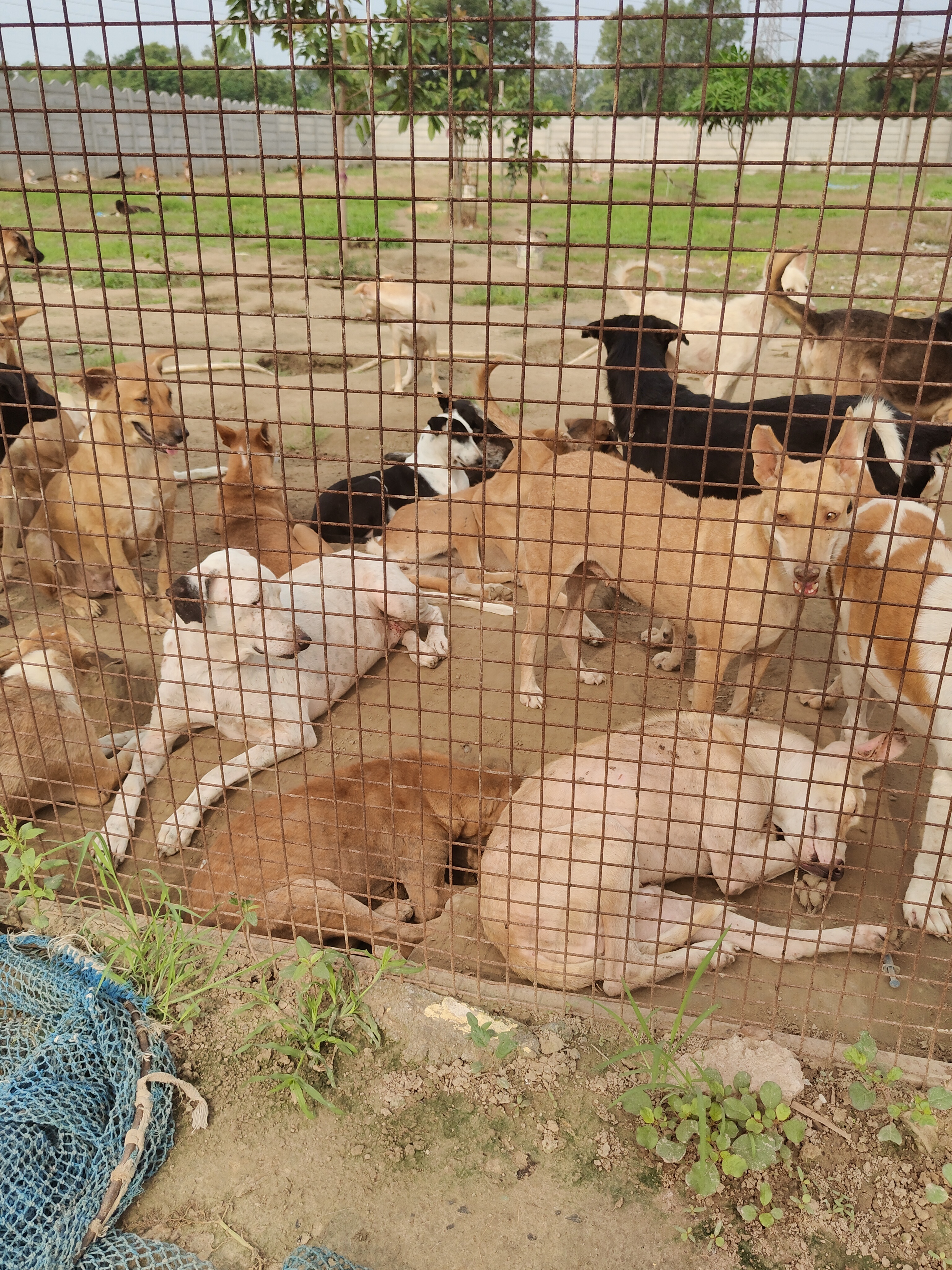 Shelter Feeding & Care