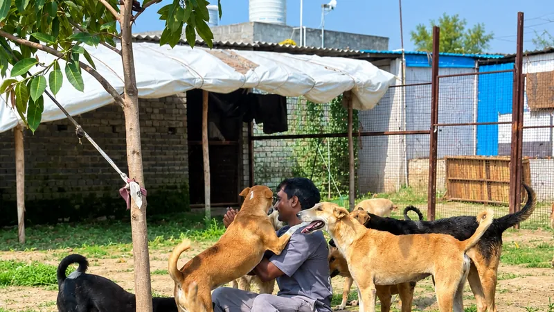 Rescued dog receiving gentle medical attention and care at Ramjeet Animal Home