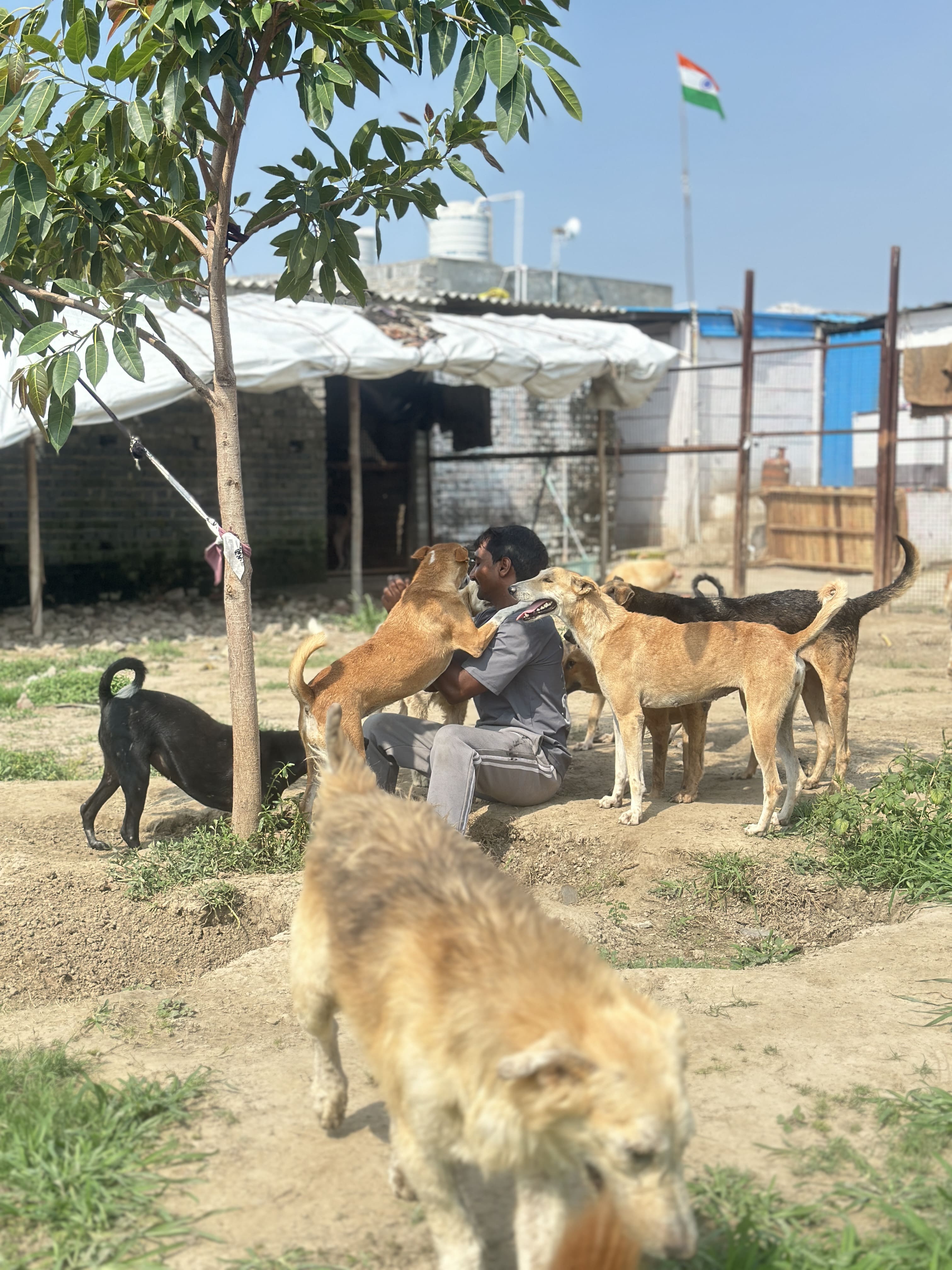 Animal Rescue